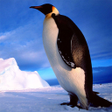 程序图标：Penguins Jigsaw Puzzles