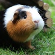 Icona del programma: Guinea Pig Wallpapers HD