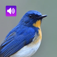 프로그램 아이콘: Bird Sounds and Ringtones