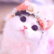 Иконка программы: Cute Cat Wallpaper
