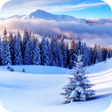 Icon of program: Winter Forest Wallpaper