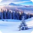 Winter Forest Wallpaper