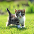 Icon of program: Cat Live Wallpaper