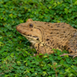 Icon of program: East Asian Frog Sounds
