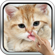Icon of program: Magic Touch: Fluffy Cat L…