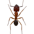 Icon of program: Ants on Screen Prank
