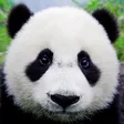 程序图标：Animals Quiz - Learn All …