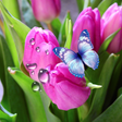 Icon of program: Tulips Live Wallpaper