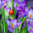 أيقونة البرنامج: Macro Spring Live Wallpap…