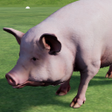 Happy Pig Simulator icon