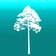 Arboreal - Tree
