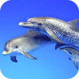 プログラムのアイコン：Dolphins Video Live Wallp…