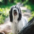 Icon of program: My Tibetan Terrier Puppy …