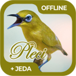 プログラムのアイコン：Masteran Burung Pleci Off…