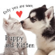 程序图标：Cute Theme Puppy and Kitt…