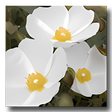 程序图标：Raw Photo Processor