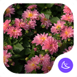 Icon of program: Flowers|APUS Launcher the…