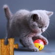 程序图标:Cats Jigsaw Puzzle Game K…