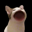 Icône du programme : PopCat