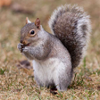 Icon of program: Squirrels Jigsaw Puzzles