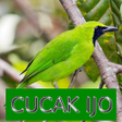 أيقونة البرنامج: Master Kicau Cucak Ijo