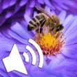 أيقونة البرنامج: Insect soundsflybeecricke…