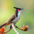 程序图标：Red-whiskered bulbul soun…