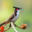 Red-whiskered bulbul sounds