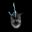 أيقونة البرنامج: Deep Sea ID