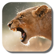 Icon of program: Lion Live Wallpaper