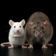Icon of program: Appp.io - Mouse and Rat s…