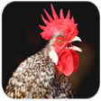 Icon of program: Rooster sounds