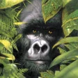 أيقونة البرنامج: Gorilla Wallpapers
