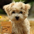 Icon of program: maltese puppy wallpaper
