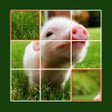 ไอคอนของโปรแกรม: Animal Jigsaw Puzzle - Ul…