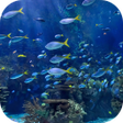 プログラムのアイコン：Real Aquarium Video Wallp…