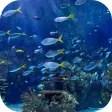 Real Aquarium Video Wallpaper