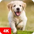 Dog Wallpapers  Puppy 4K