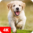 أيقونة البرنامج: Dog Wallpapers  Puppy 4K