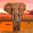 程序图标：Elephant Wallpapers