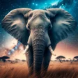 Symbol des Programms: Elephant Wallpapers