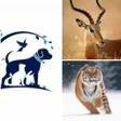 Icoon van programma: Animals Information