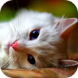 プログラムのアイコン：Pussycat Video Live Wallp…