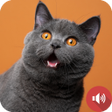 程序图标：Cat Sounds