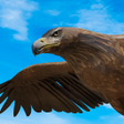 Ícone do programa: Eagle Hunt