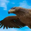 Symbol des Programms: Eagle Hunt