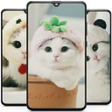 Cute Cat Wallpaper - Kitten Wallpapers icon