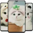 Cute Cat Wallpaper - Kitten Wallpapers
