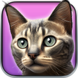程序图标：My Kitten (Virtual Pet)