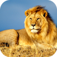 أيقونة البرنامج: Lion Wallpaper 2023